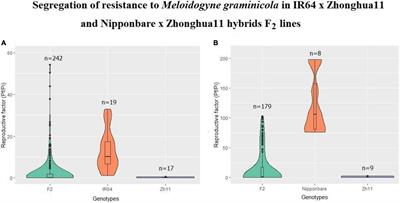 Insights Into the Genetics of the Zhonghua 11 Resistance to Meloidogyne graminicola and Its Molecular Determinism in Rice